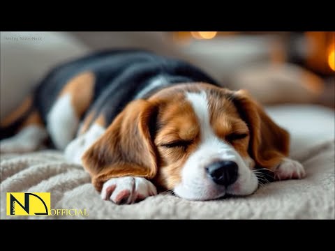 Relaxing Music💖Deep Sleep Puppy Calm Music🐶🎵Dog Separation