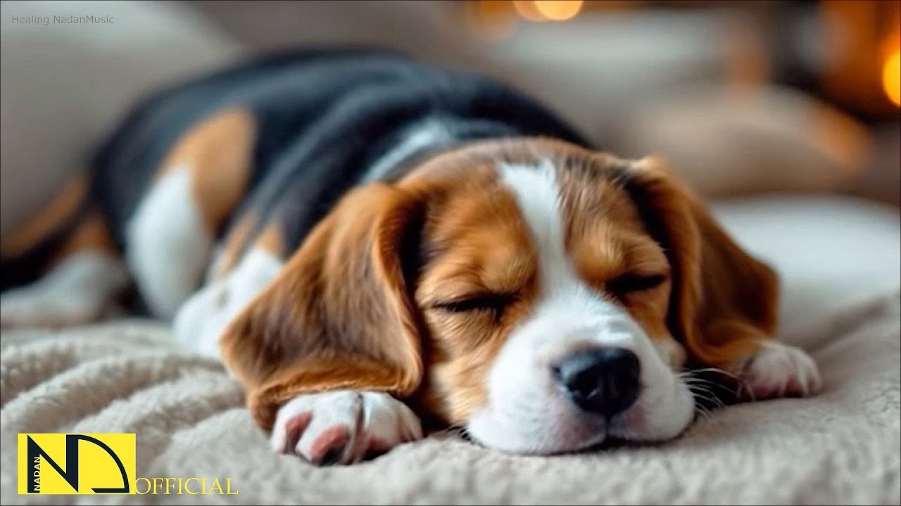 Музыка для сна для собак и щенков ♫ Музыка для релаксации собак за 5 минут 🐶🎵 Успокаивающая музыка
