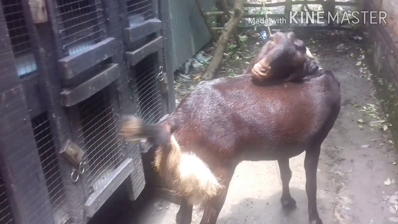 Goat sell female goat sell contact 9123641376 YouTube