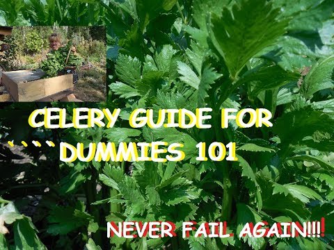 Video: Problems With Growing Celery