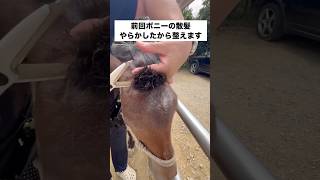 前回やらかしたポニーの前髪を整えていった結果 #馬 #ポニー #やらかし #shorts