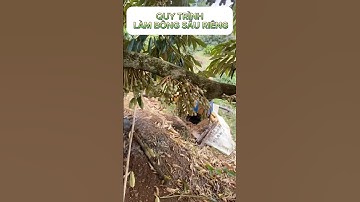 Quy Trình Làm Bông Sầu Riêng Hiệu Quả | Nông Nghiệp TKA