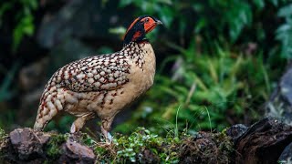 Rare yellow-bellied tragopan spotted in SE China