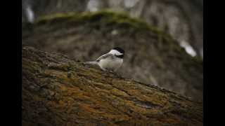 Wildlife Slideshow 2015