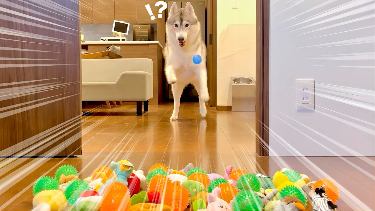 サプライズでおもちゃ渡したら愛犬の反応が１００点過ぎましたw w w