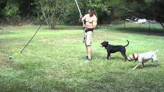 Michael Playing Flyball.MP4