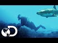 Encuentros con tiburones | Pesca mortal: Abulón | Discovery Latinoamérica