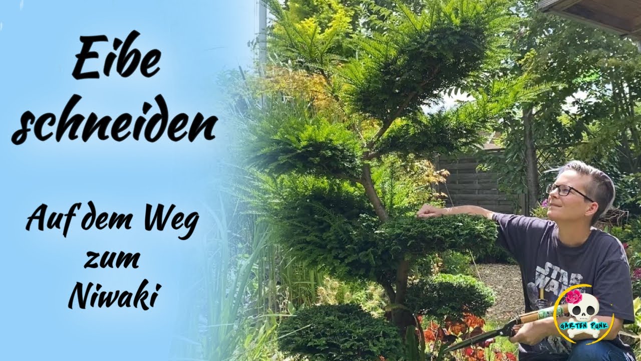 Eibe schneiden / Niwaki Eibe ( Big Bonsai ) Formschnitt meiner Eibe / Part 3