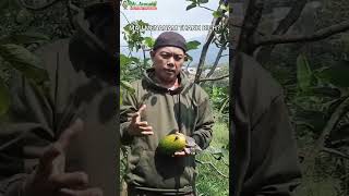 WANT TO PLANT THANH BICH AVOCADO? ENSURE THE VALIDITY OF THE SEEDLINGS #SHORTS #viralavocado #vir...