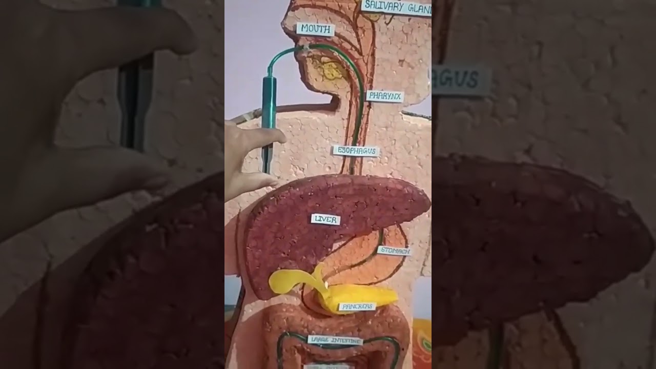human body structure 