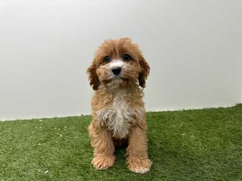 Video Cavapoo