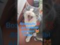 вредина котбарон Cat веселыекоты Pets видосыоткота Cute прикольныекоты Kitten котики Love 