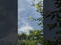 슬픈 전주곡ㆍPrélude pathétique · Jean-Yves ThibaudetㆍShura Cherkassky