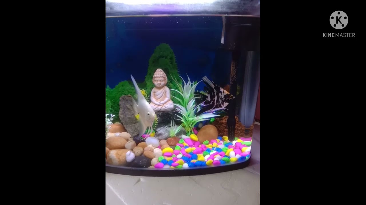 My Angel fish breed successfully// Angel Fish Breed Kaise kare// How
