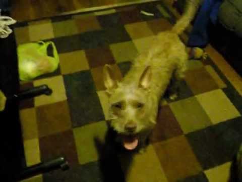 puppy paradise Homer at play