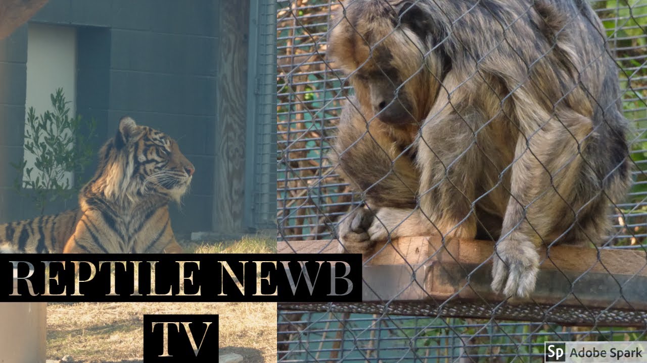 rattlesnake head PHX ZOO VLOG TIGERS, MONKEYS, ELEPHANTS, BALD EAGLE