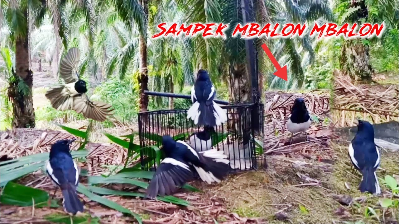 burung Kacer liar mental juara//mikat burung Kacer terbaru