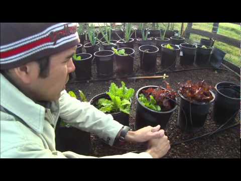 How to Grow Heirloom Organic Vegetables in Containers