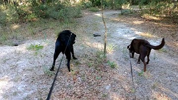 Bear and Coquina Meet a Leaf Munching Gopher Tortoise