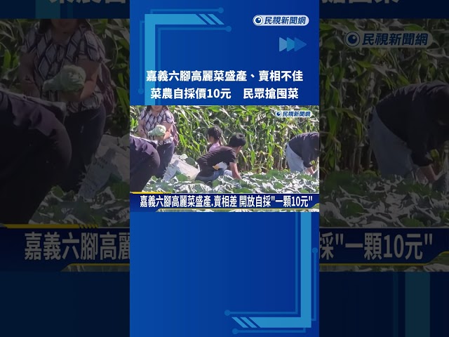 嘉義六腳高麗菜盛產 菜農開放自採"1顆10元"－民視新聞