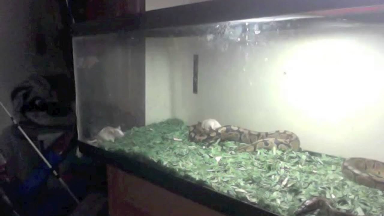My New Female Ball Python Killing Mouse - YouTube