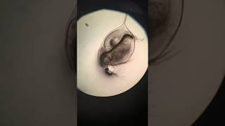 daphnia heart rate