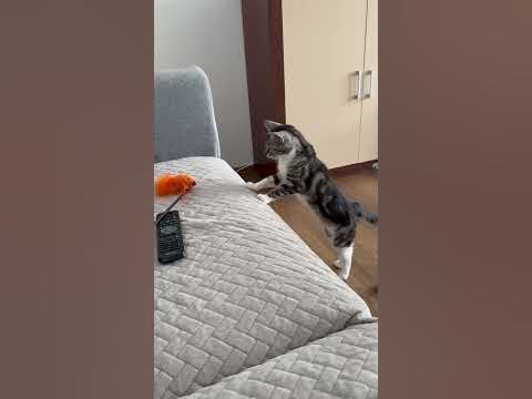 Tosia#Kot#Koty#śmieszne#cat#cats#funny - YouTube