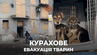 КУРАХОВЕ | Так виживають тварини у прифронтових містах | Евакуація тварин