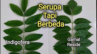 Characteristics of Indigofera Leaves with Reside / Gamal for Animal Feed