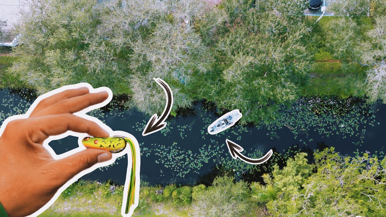 SNAKEHEAD FISHING IN SOUTH FLORIDA!( TOPWATER FROG!)