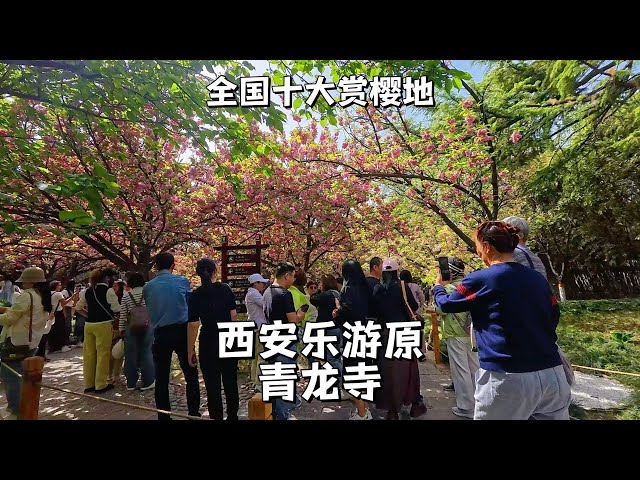 西安楽遊原青龍寺泥仏 西安樂遊原青龍寺，唐宗祖庭，中日友好文化地標，絕佳賞櫻地The