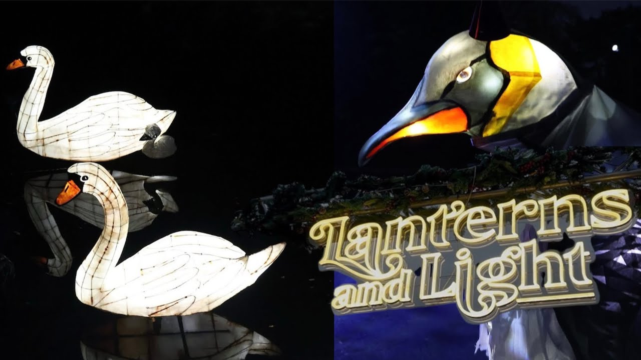 Spectacular time at Lanterns and Lights Trail at Chester Zoo January 2026