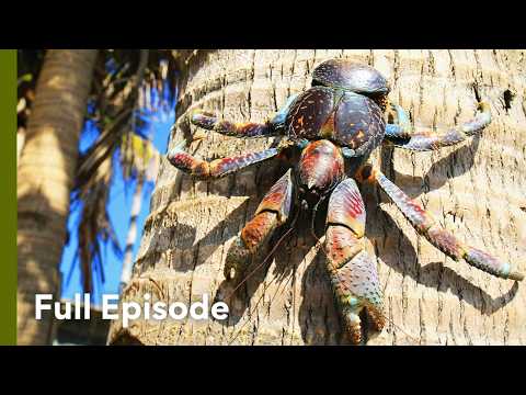 Giant Coconut Crab Can Crack Bones | Alien Abyss 101
