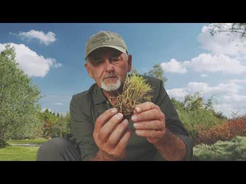 Video: Come si diffonde l'erba zoysia?