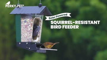 Perky-Pet Solar Smart Camera Squirrel-Resistant Bird Feeder