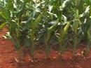 Pannar Seed Superior Genetics Pannar Seed Superior Genetics