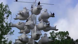 Purple Martins Nest Building in Troyer Gourds 2018
