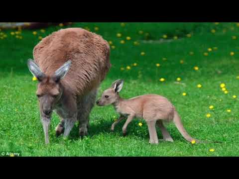 Video: Ağaç kanguru harika bir hayvandır