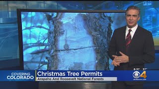Christmas Tree Permits Available For Arapaho Roosevelt National Forests