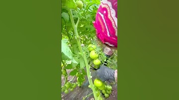 petani panen tomat hijau segar #shorts