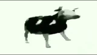 A cow dancing to a Polish song:0