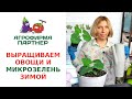 ВЫРАЩИВАЕМ ОВОЩИ И МИКРОЗЕЛЕНЬ ЗИМОЙ