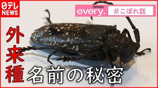 【初発見】カミキリムシに名付け！？秘められた”親子のエピソード”
