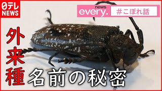 【初発見】カミキリムシに名付け！？秘められた”親子のエピソード”