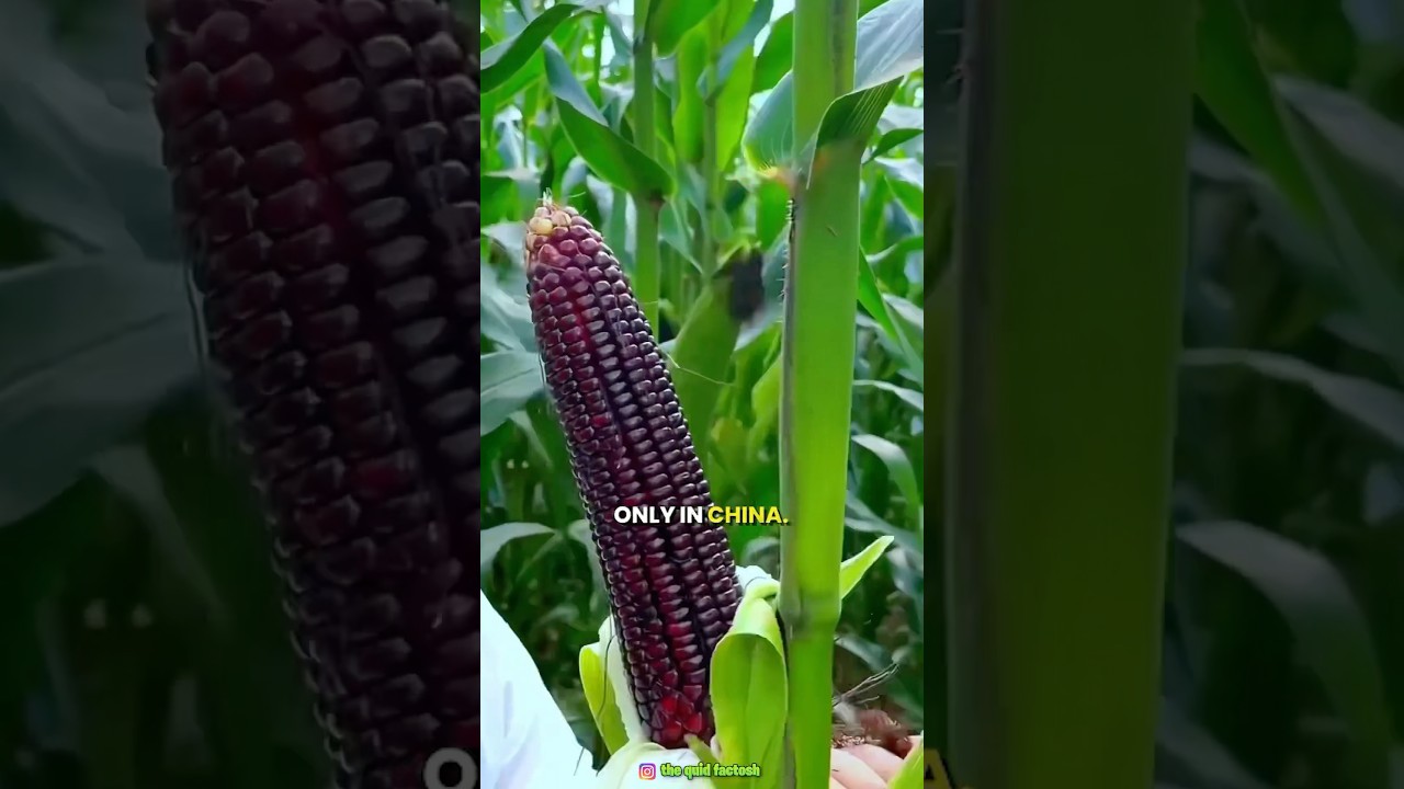 Why is black corn grown in China?