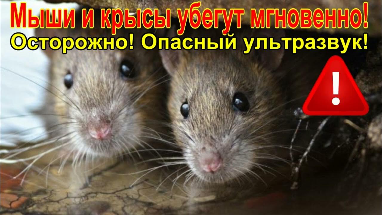 Звуки крыс и мышей слушать. Звук крысы. Звук от крыс. Звук который отпугивает мышей в доме. Осторожно крысы.