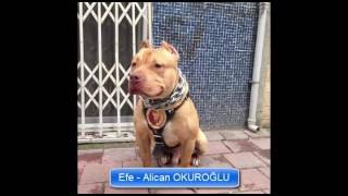 Pitbull Türki̇ye Grubunun Evladlari
