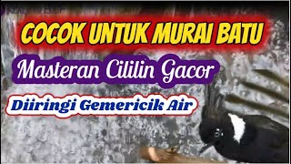 Masteran Terbaik CILILIN GACOR NGEROL SUARA JERNIH (Diiringi Gemericik Air yang Menenangkan)