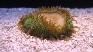 Mushroom coral moving