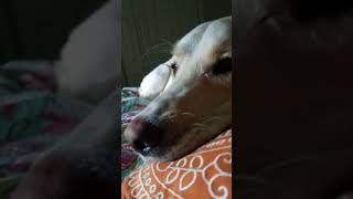 Me Buggin Sweet Bella